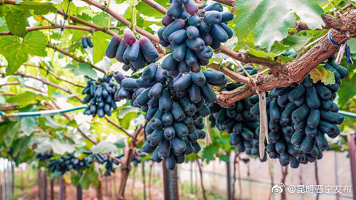 “昆明晋宁发布”微博