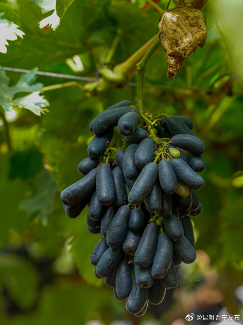 “昆明晋宁发布”微博