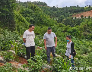 晋宁区农推中心认真开展辣椒繁种基地产地检疫调查 