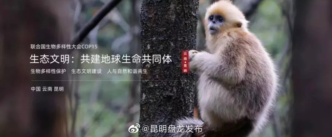 “昆明盘龙发布”微博