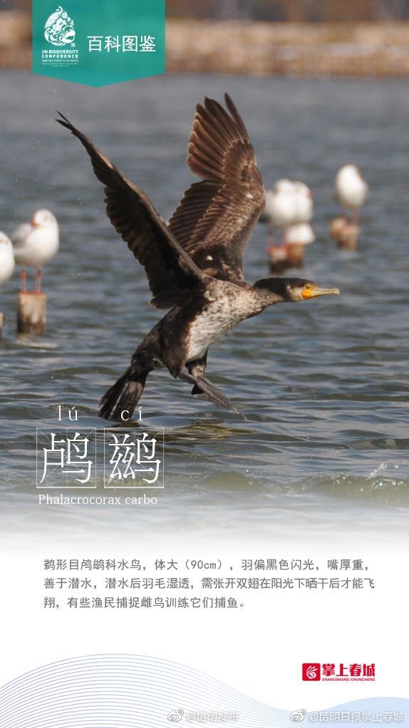 多样云南百科图鉴“落户”滇池的鸟类·鸬鹚