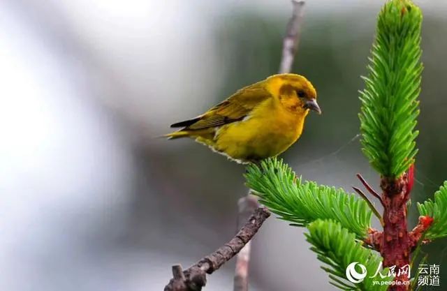 云南广播电视台(微信)