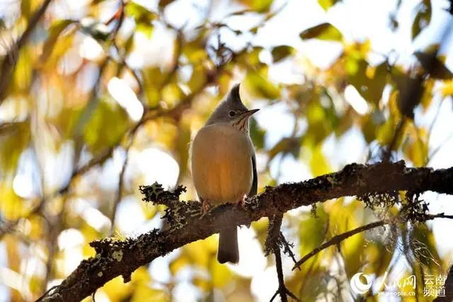 云南广播电视台(微信)