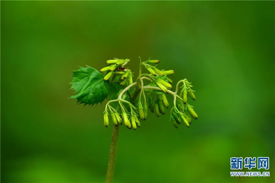 云南广播电视台(微信)