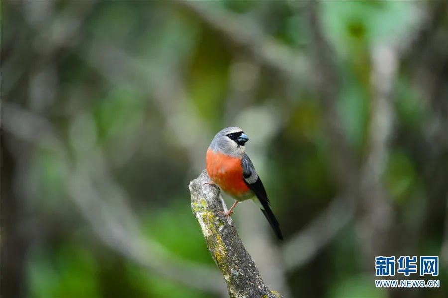 云南广播电视台(微信)