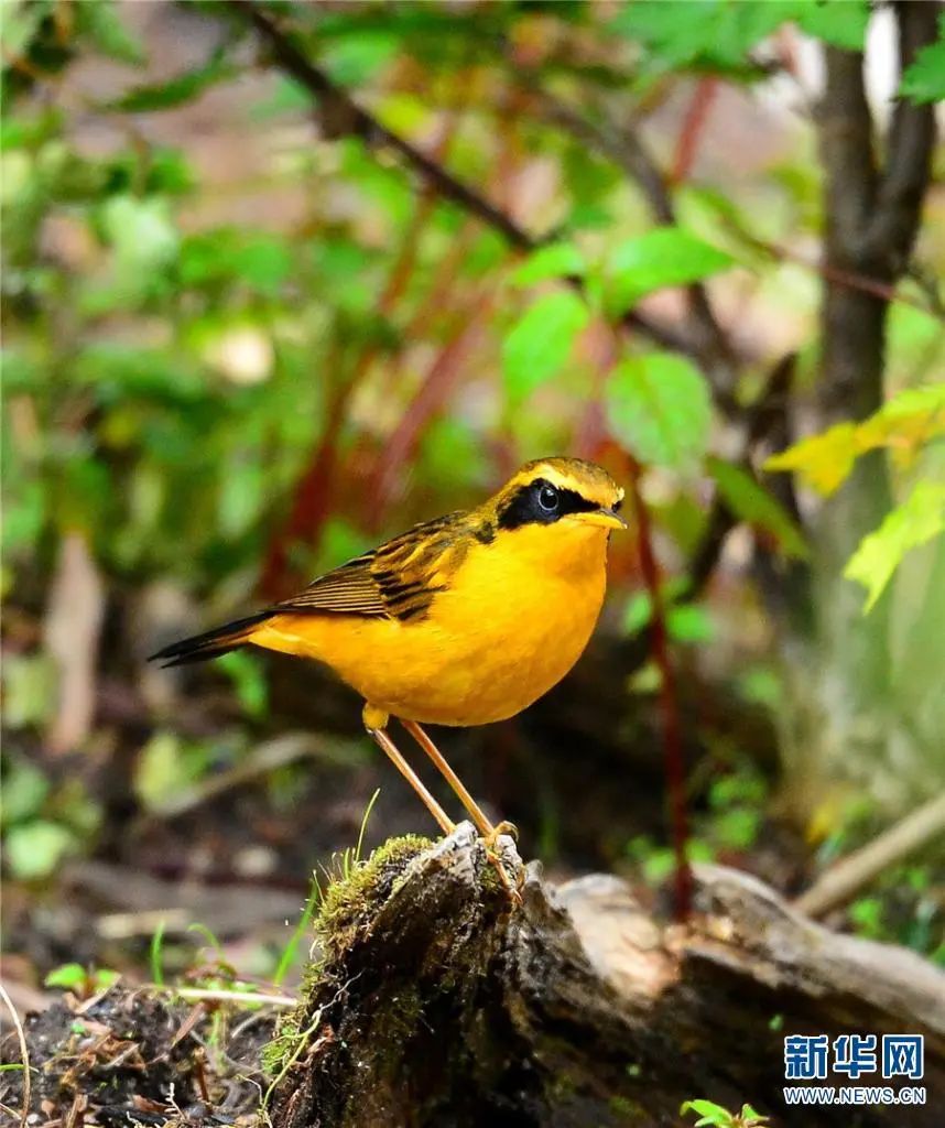 云南广播电视台(微信)