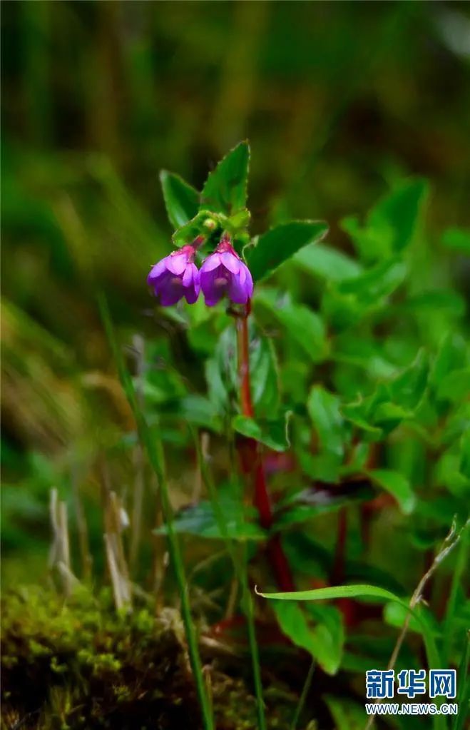 云南广播电视台(微信)