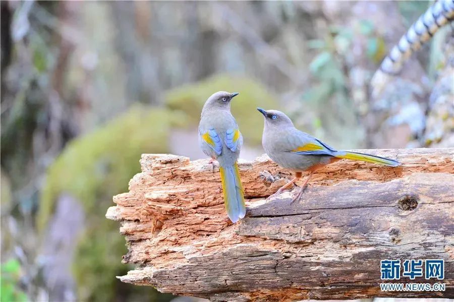 云南广播电视台(微信)