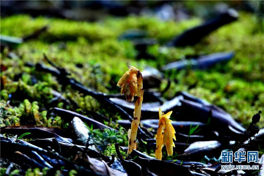 云南广播电视台(微信)