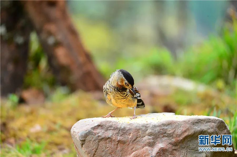 云南广播电视台(微信)