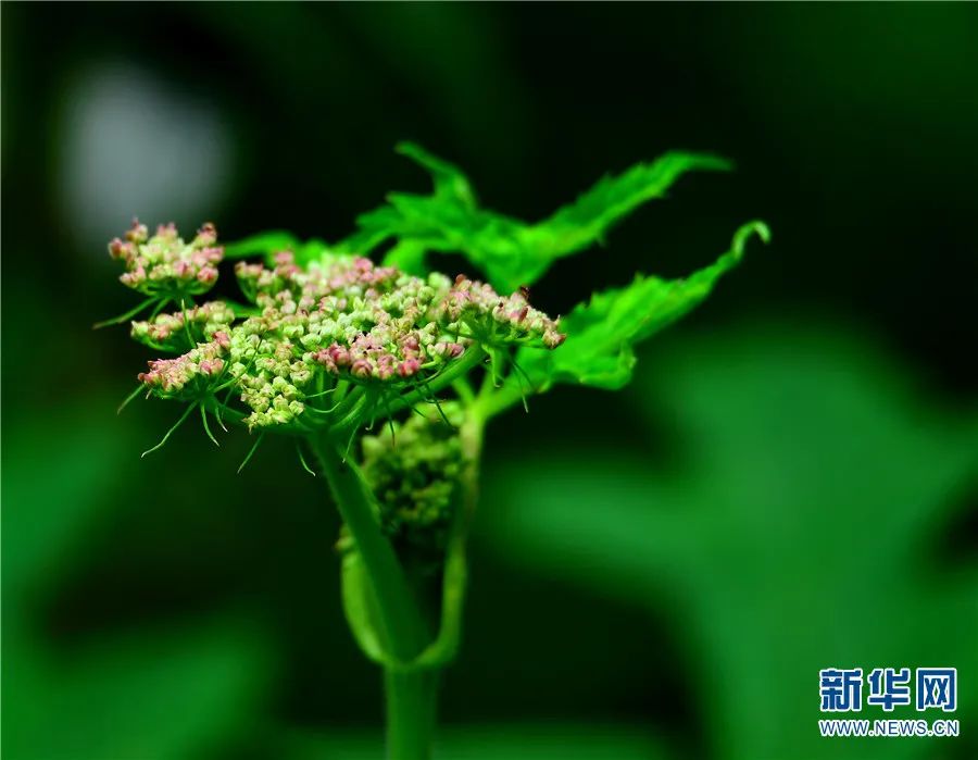 云南广播电视台(微信)