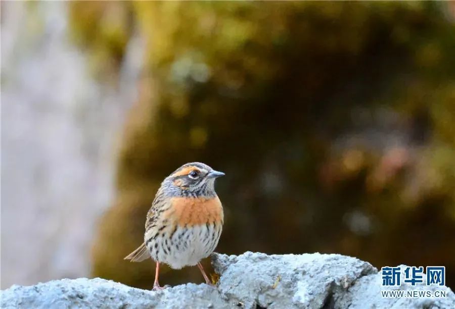 云南广播电视台(微信)