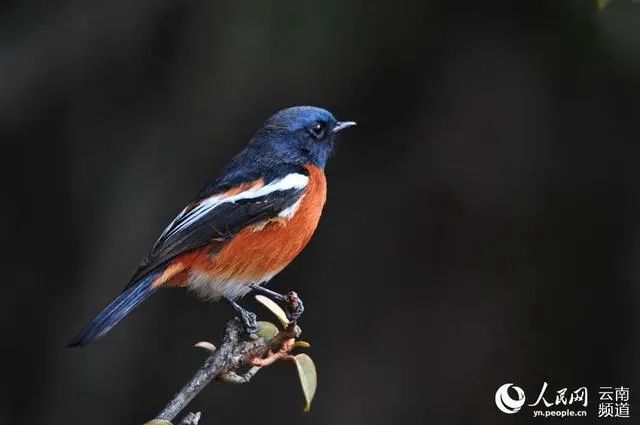 云南广播电视台(微信)