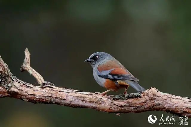 云南广播电视台(微信)