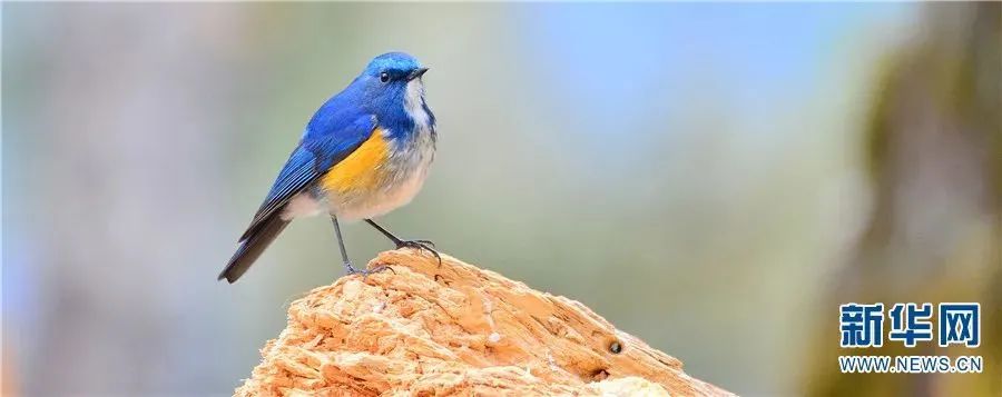 云南广播电视台(微信)