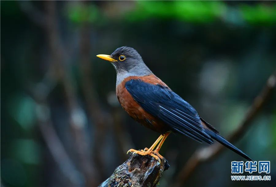 云南广播电视台(微信)