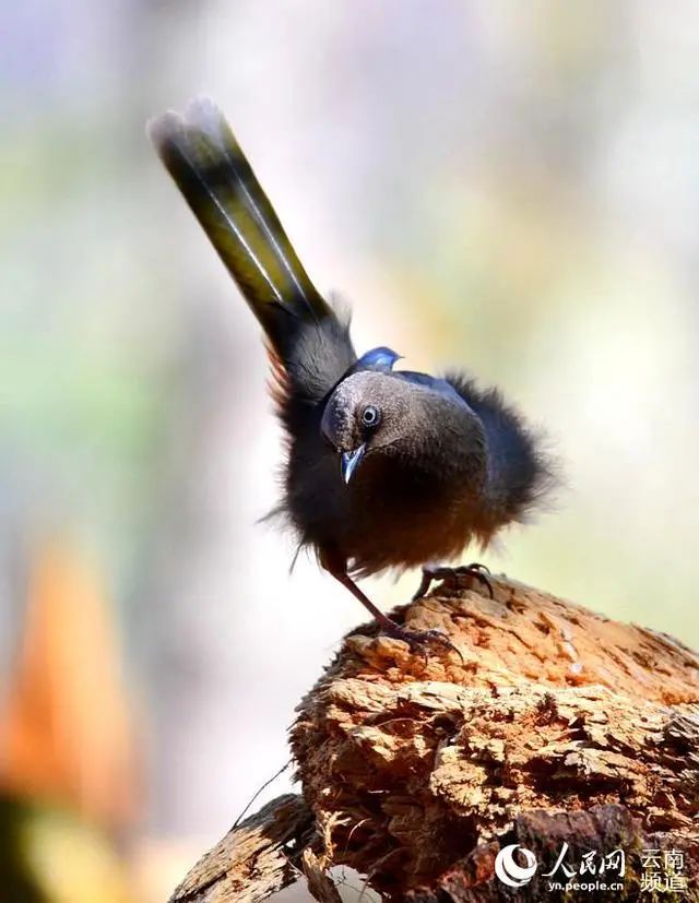 云南广播电视台(微信)