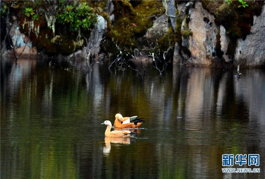 云南广播电视台(微信)