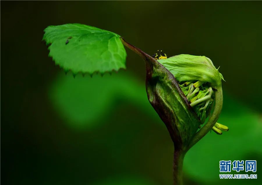 云南广播电视台(微信)