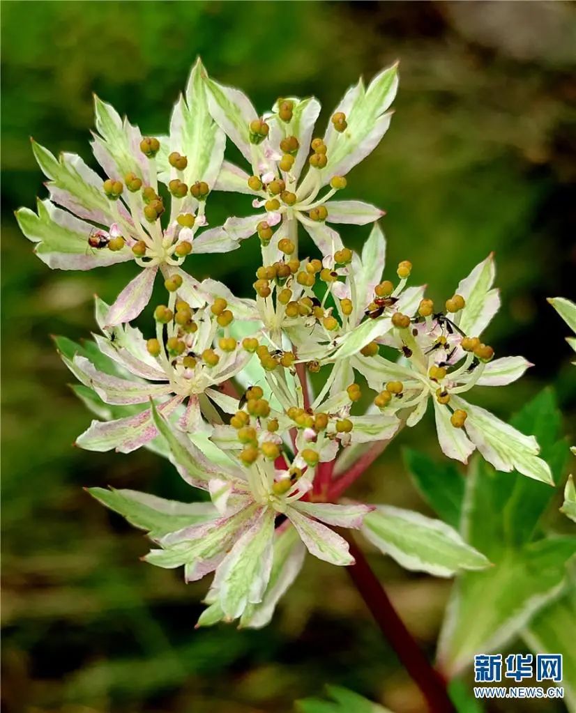 云南广播电视台(微信)