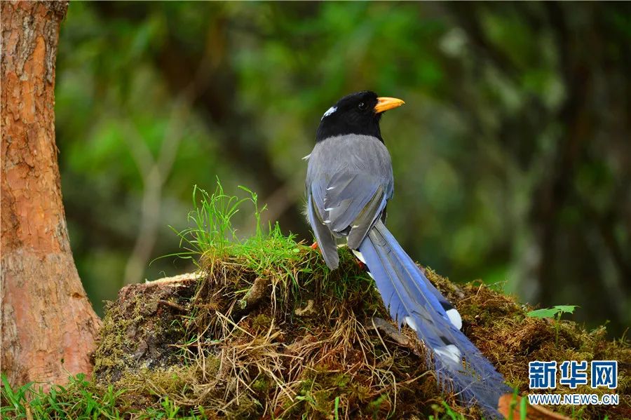 云南广播电视台(微信)