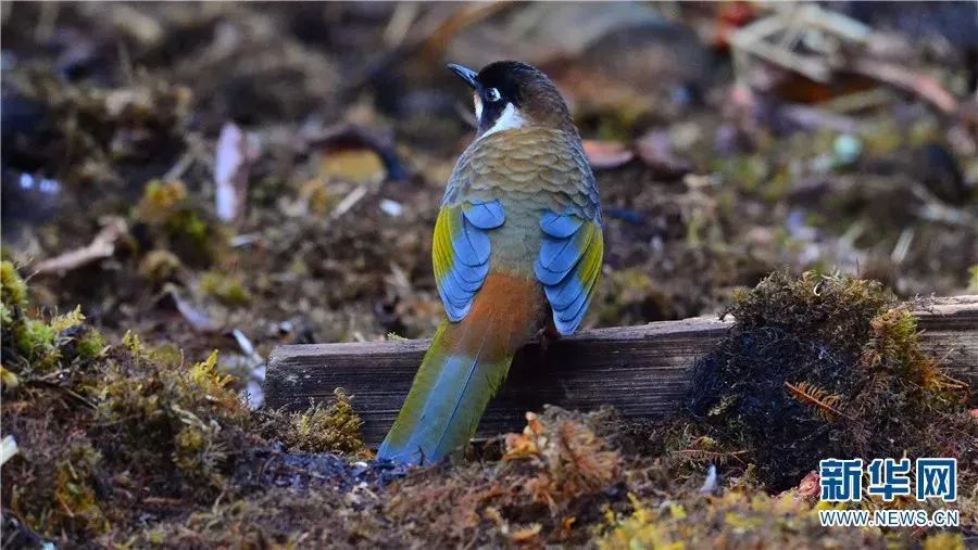 云南广播电视台(微信)