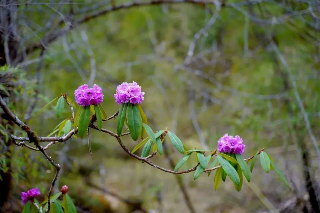 云南广播电视台(微信)