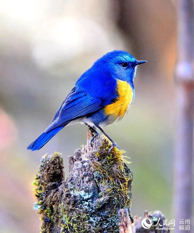 云南广播电视台(微信)