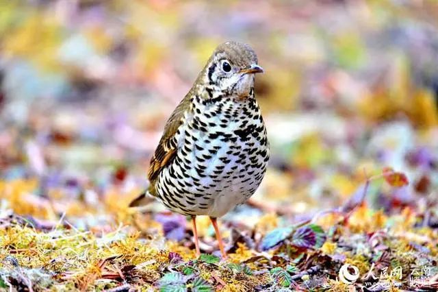 云南广播电视台(微信)