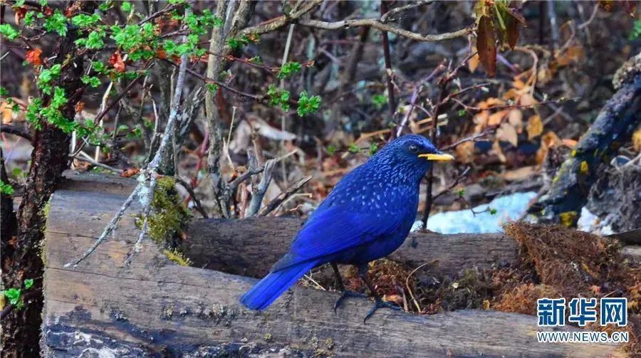 云南广播电视台(微信)