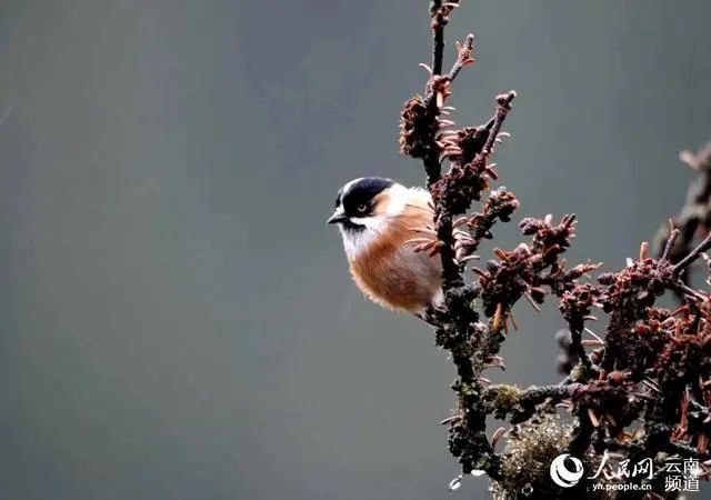 云南广播电视台(微信)