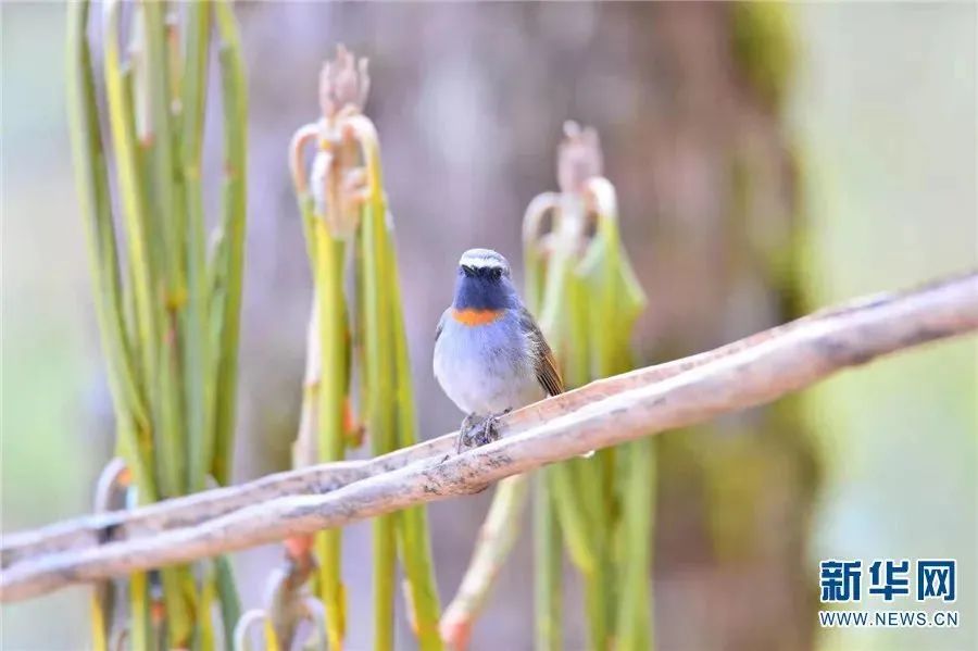 云南广播电视台(微信)