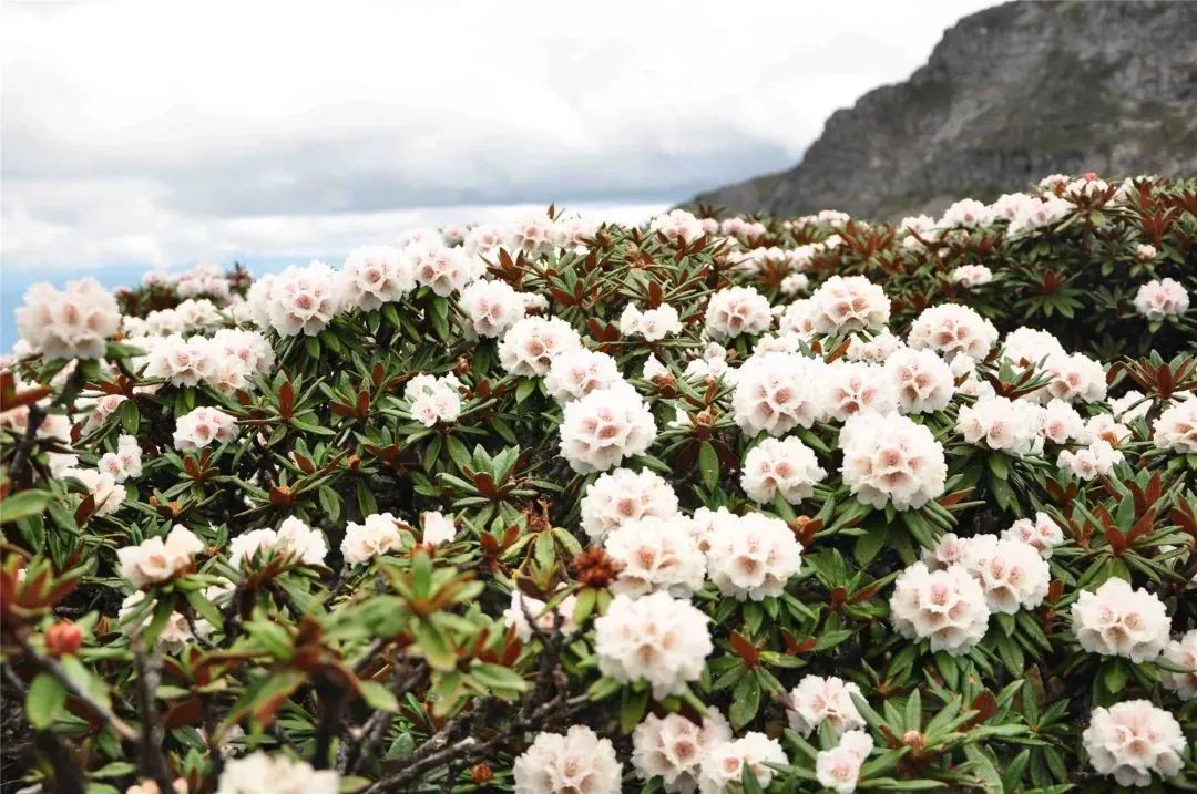 云南广播电视台(微信)