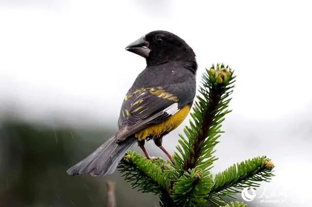 云南广播电视台(微信)