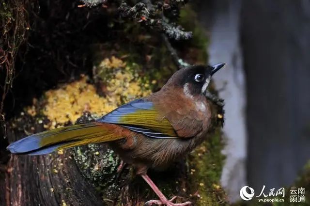 云南广播电视台(微信)