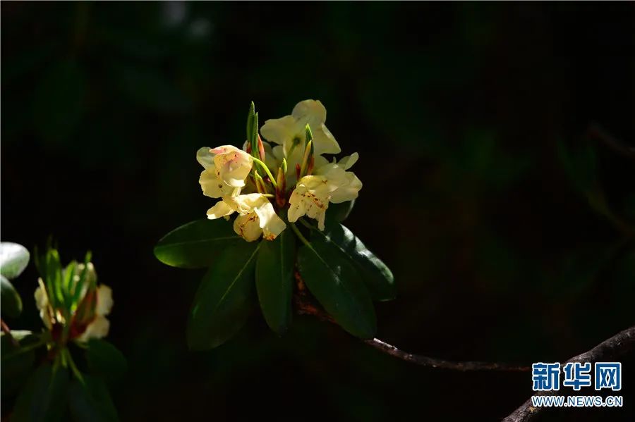 云南广播电视台(微信)