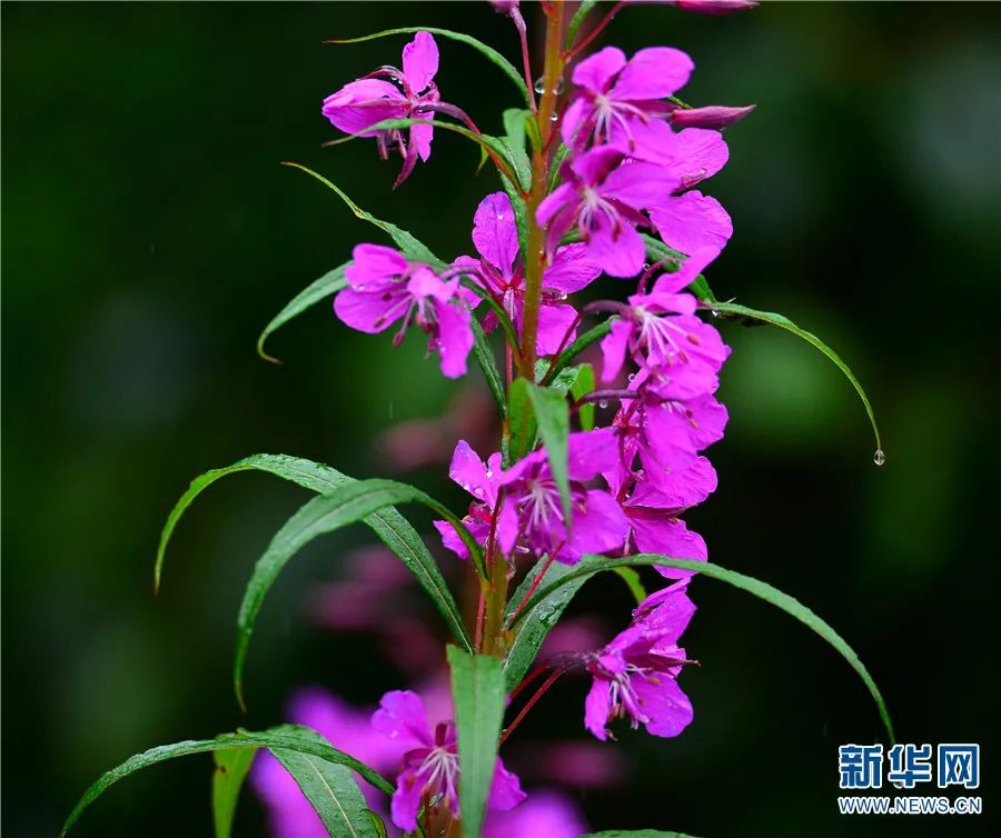 云南广播电视台(微信)