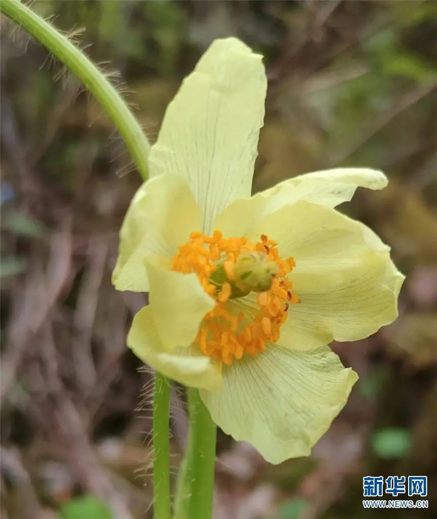 云南广播电视台(微信)