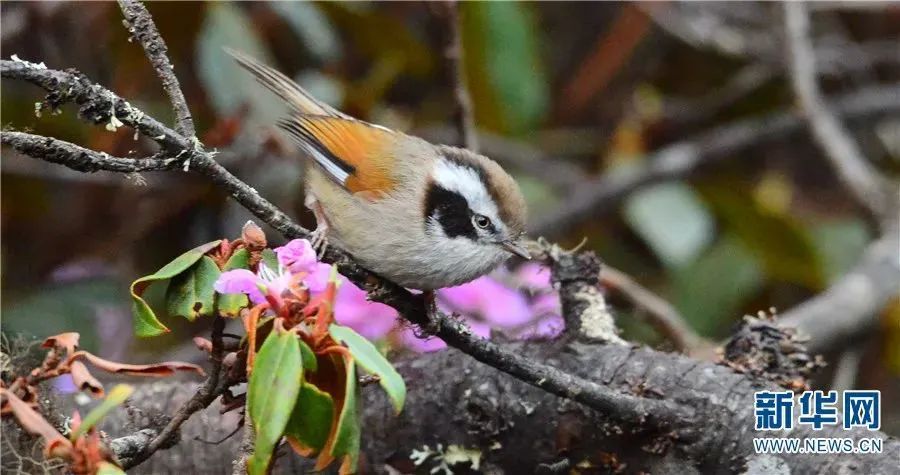 云南广播电视台(微信)