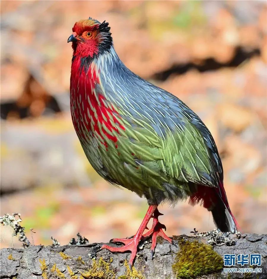 云南广播电视台(微信)