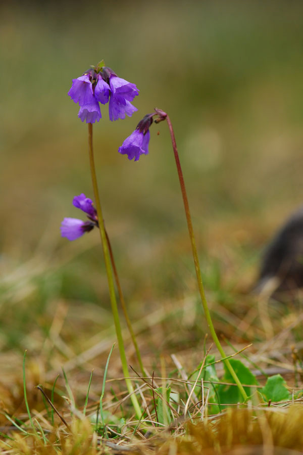 云南广播电视台(微信)