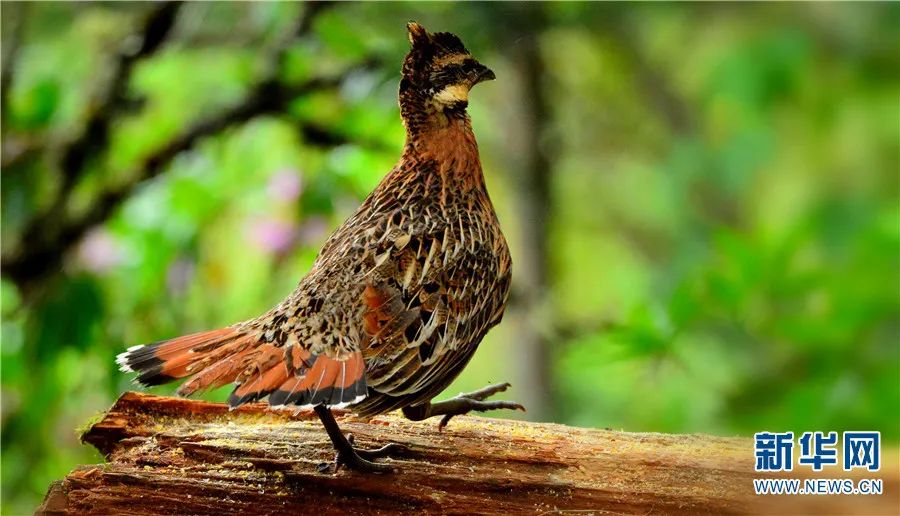 云南广播电视台(微信)