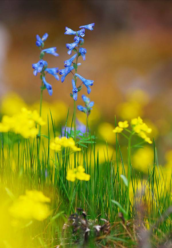 云南广播电视台(微信)