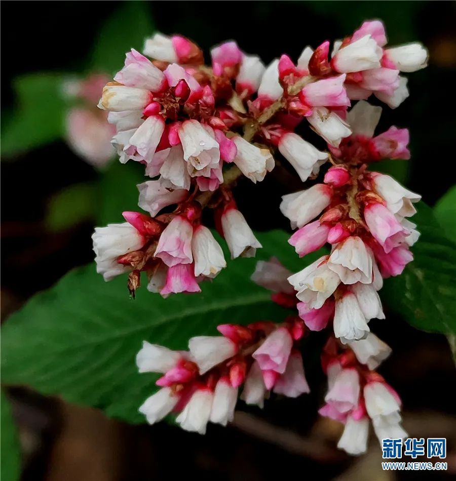 云南广播电视台(微信)