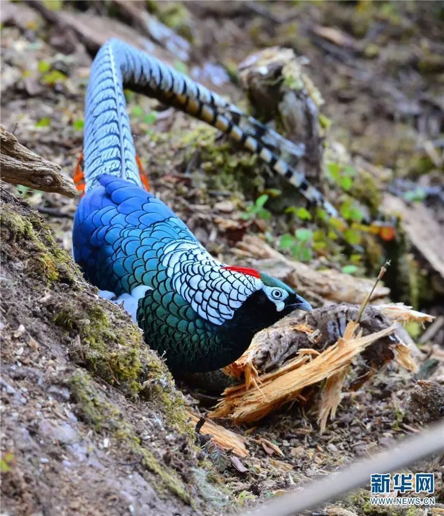 云南广播电视台(微信)