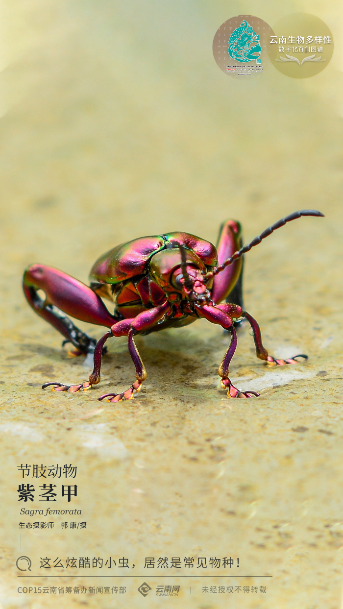 云南省人民政府网