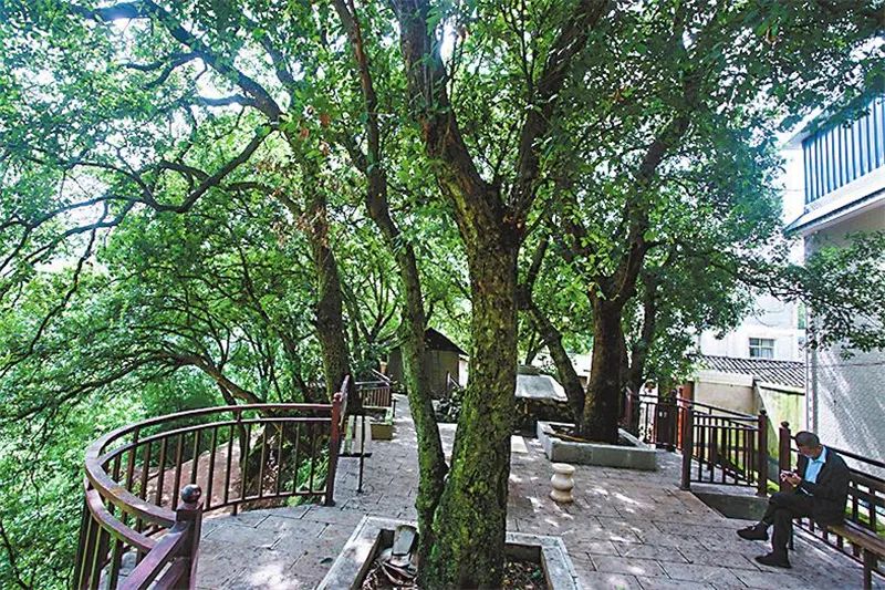 玉溪先锋(微信)