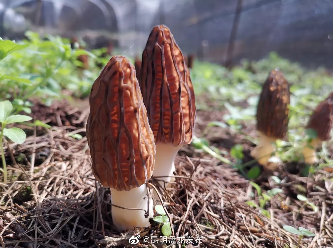 “昆明盘龙发布”微博