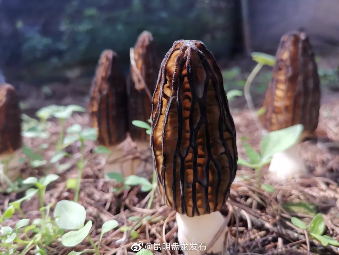 “昆明盘龙发布”微博