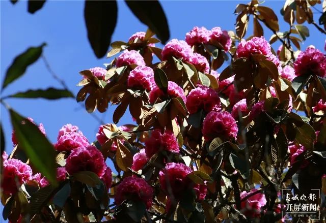 春城晚报(微信)